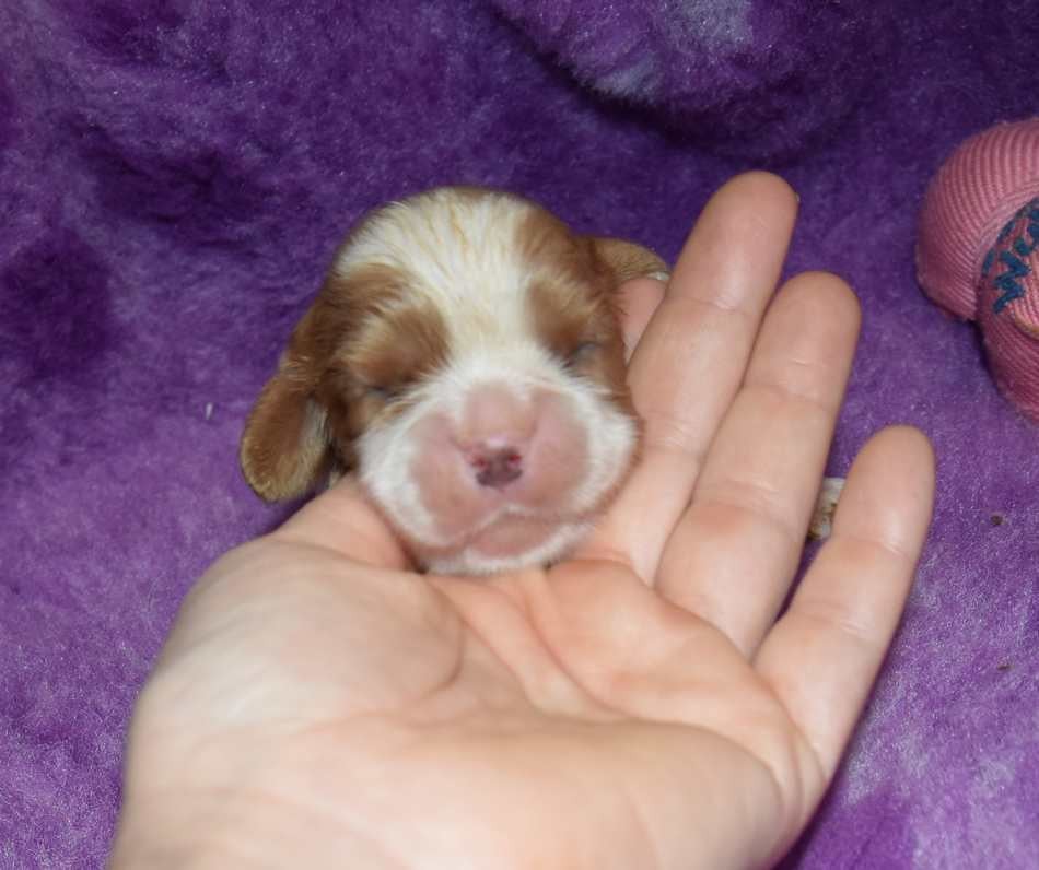 CHIOT 3 B................ de la maison du ryez