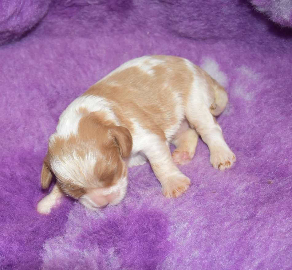 CHIOT 3 B................ de la maison du ryez
