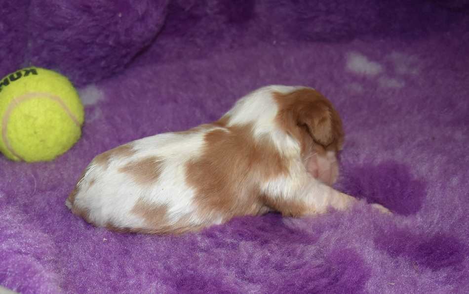 CHIOT 3 B................ de la maison du ryez
