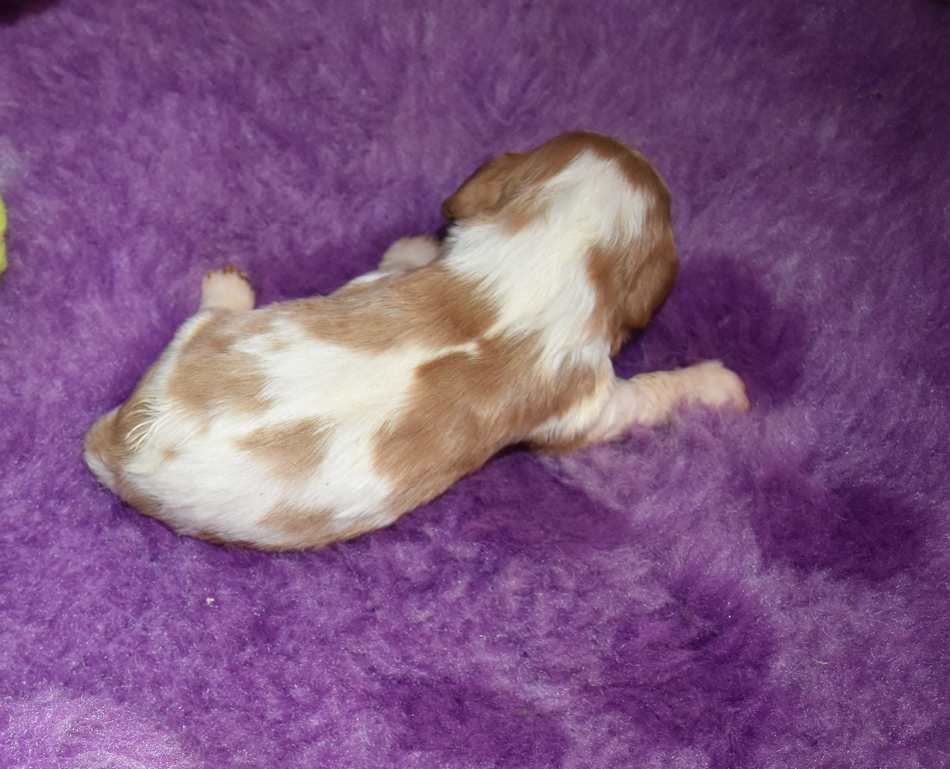 CHIOT 3 B................ de la maison du ryez