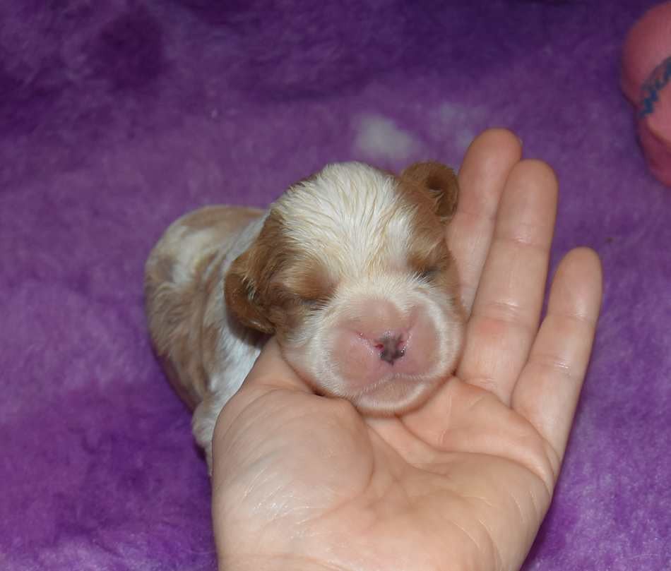 CHIOT 4 B................ de la maison du ryez