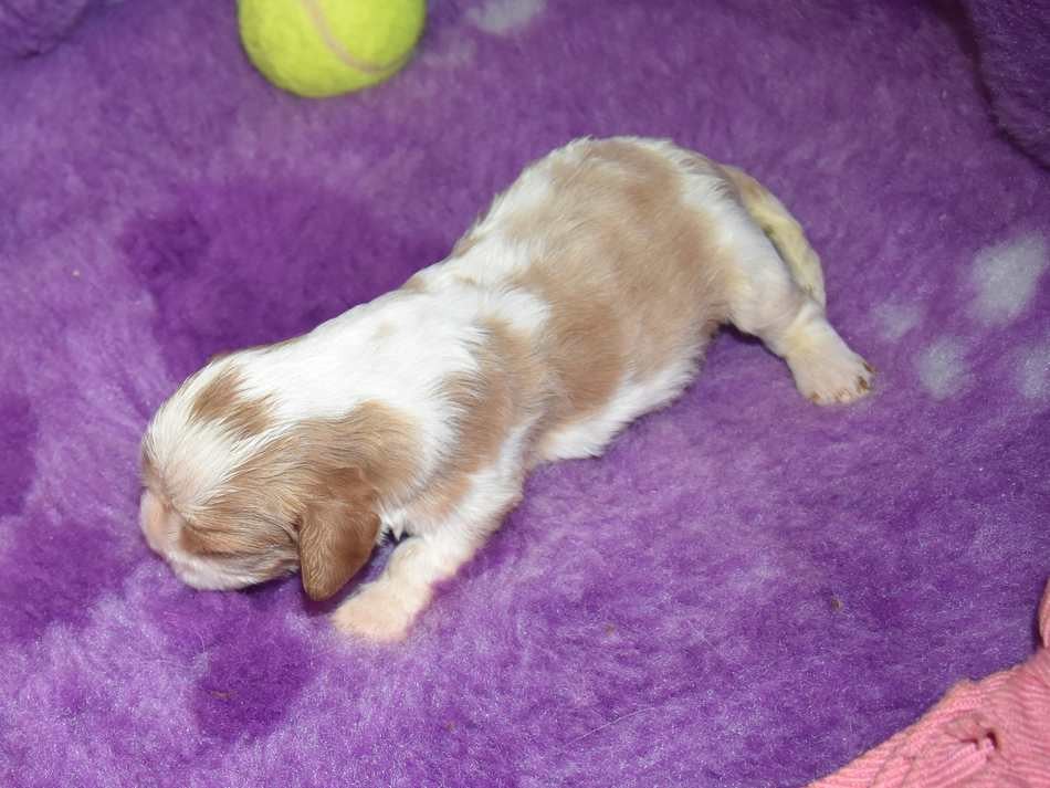 CHIOT 4 B................ de la maison du ryez