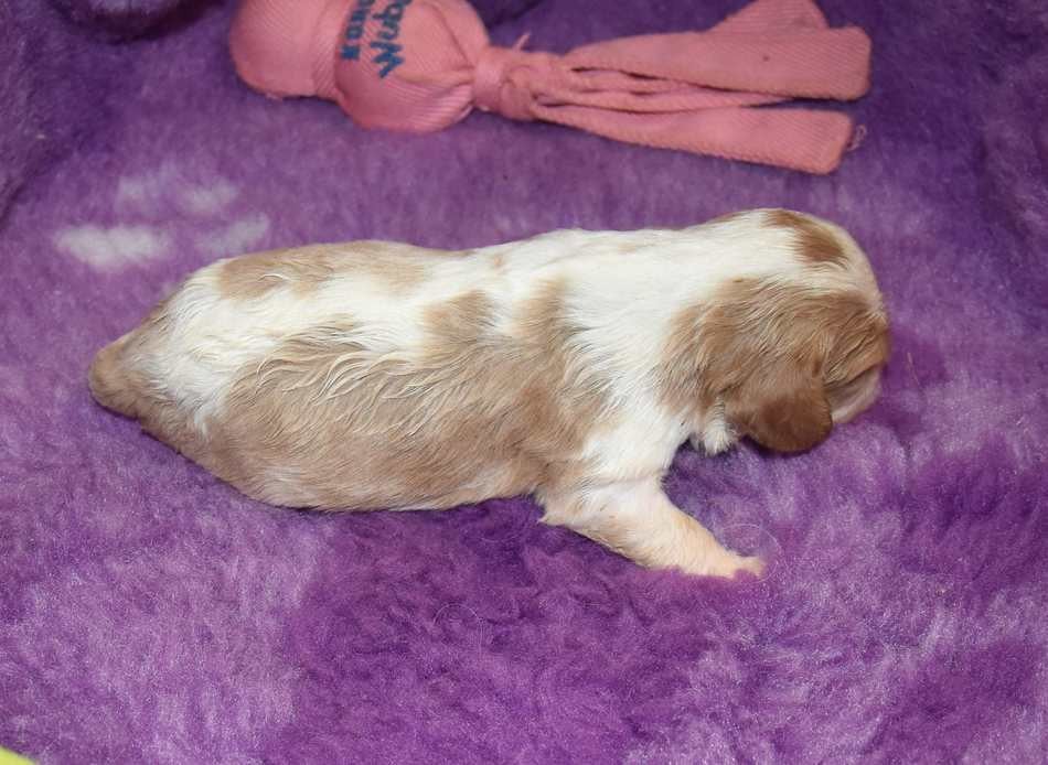 CHIOT 4 B................ de la maison du ryez