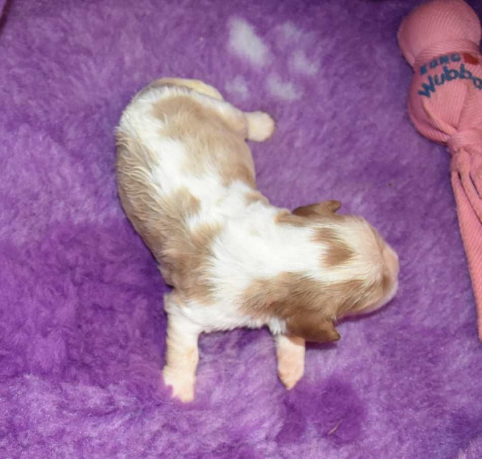 CHIOT 4 B................ de la maison du ryez