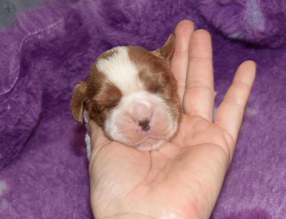 CHIOT 5 B.............. de la maison du ryez