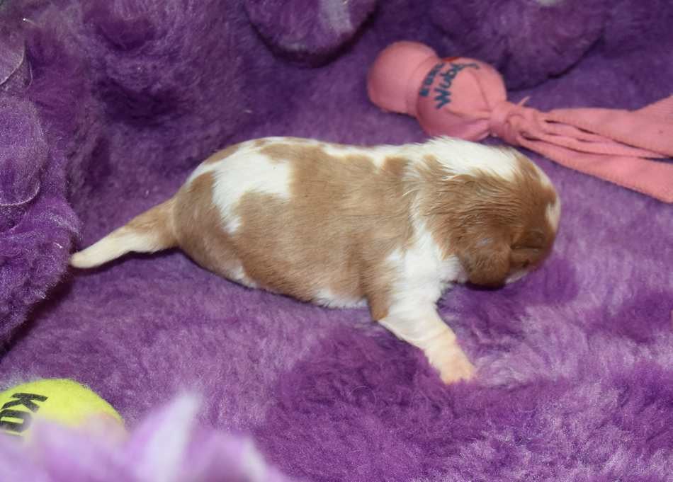 CHIOT 5 B.............. de la maison du ryez