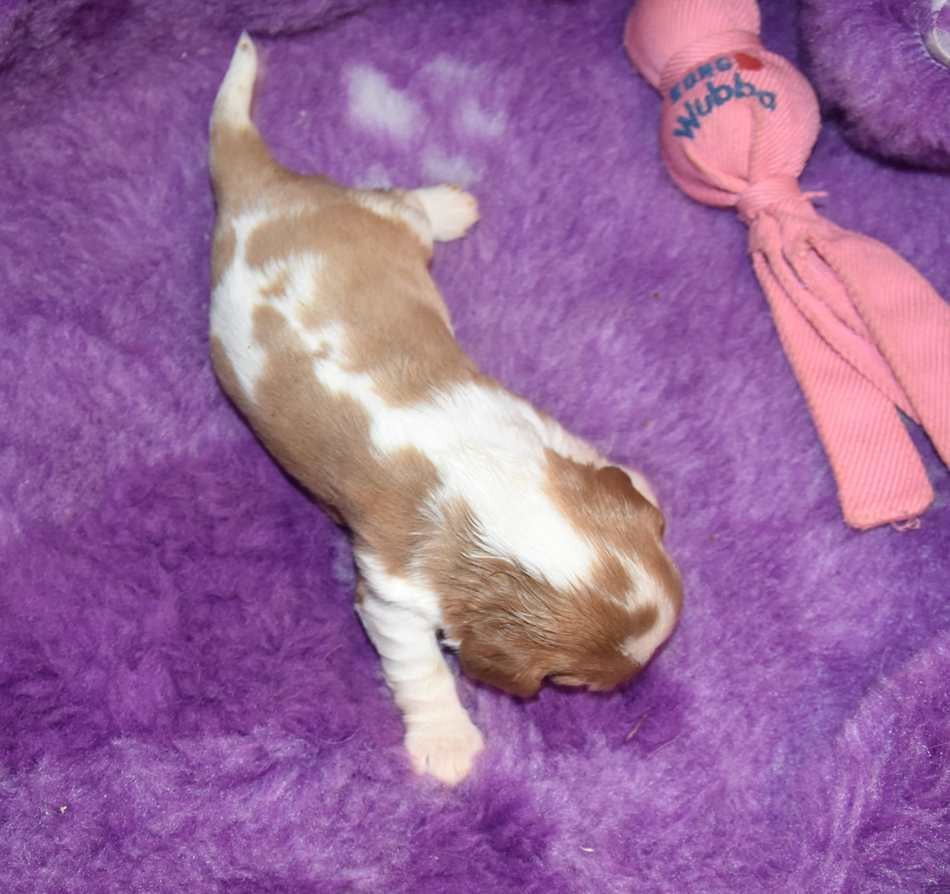 CHIOT 5 B.............. de la maison du ryez