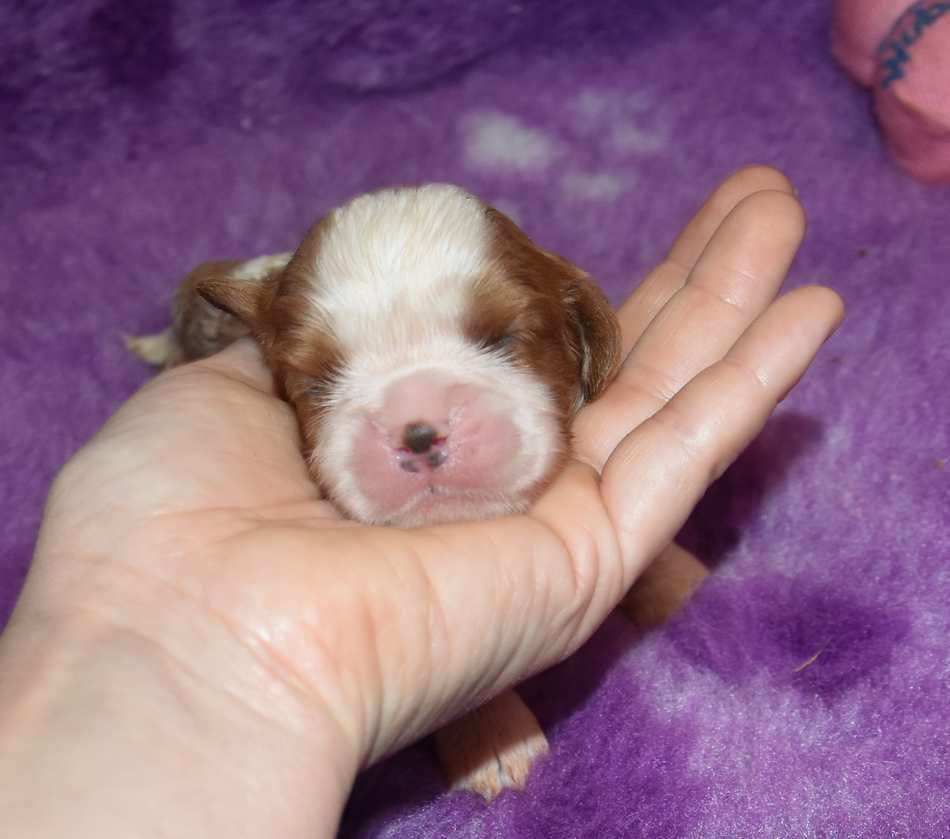 6 Bailey