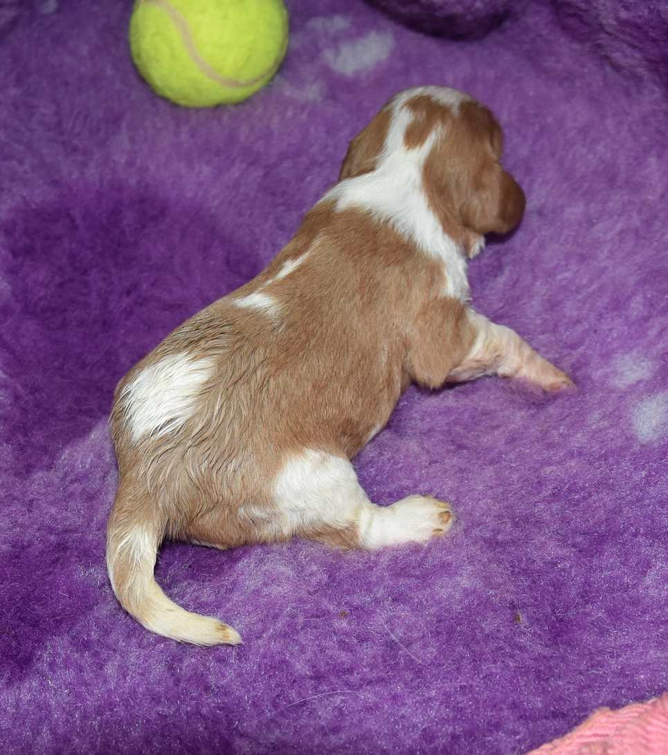 6 Bailey