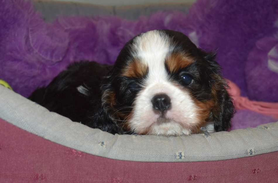 CHIOT 3 B................ de la maison du ryez