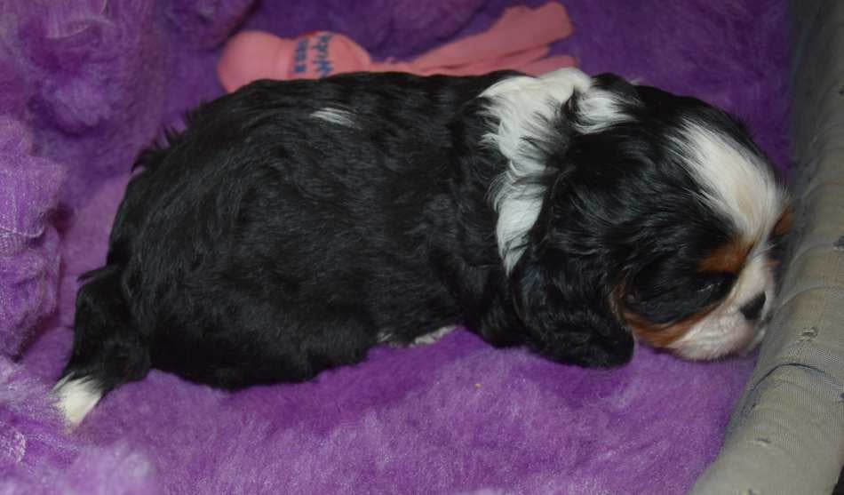 CHIOT 3 B................ de la maison du ryez