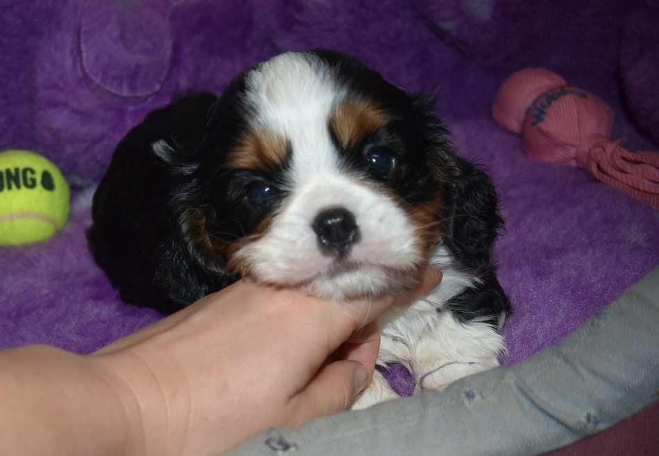CHIOT 3 B................ de la maison du ryez