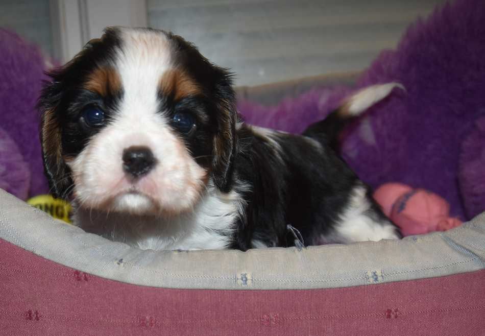 CHIOT 3 B................ de la maison du ryez