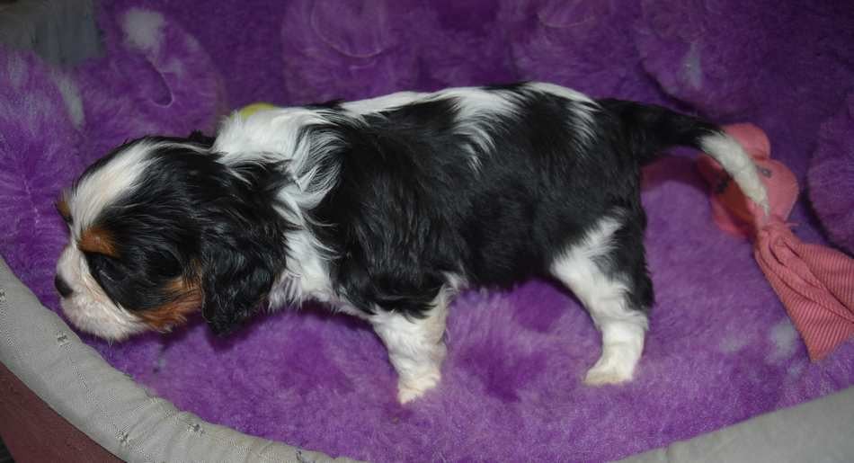 CHIOT 3 B................ de la maison du ryez