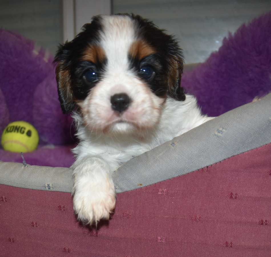 CHIOT 3 B................ de la maison du ryez