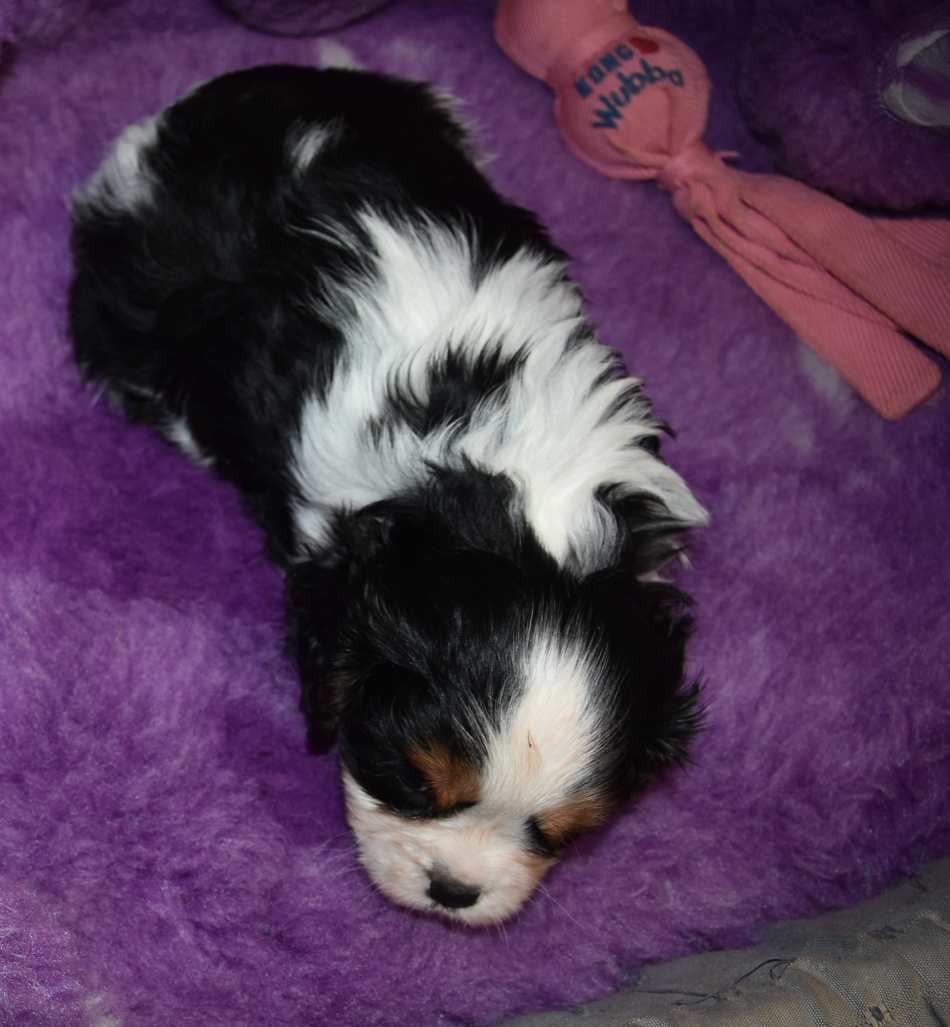 CHIOT 4 B................ de la maison du ryez