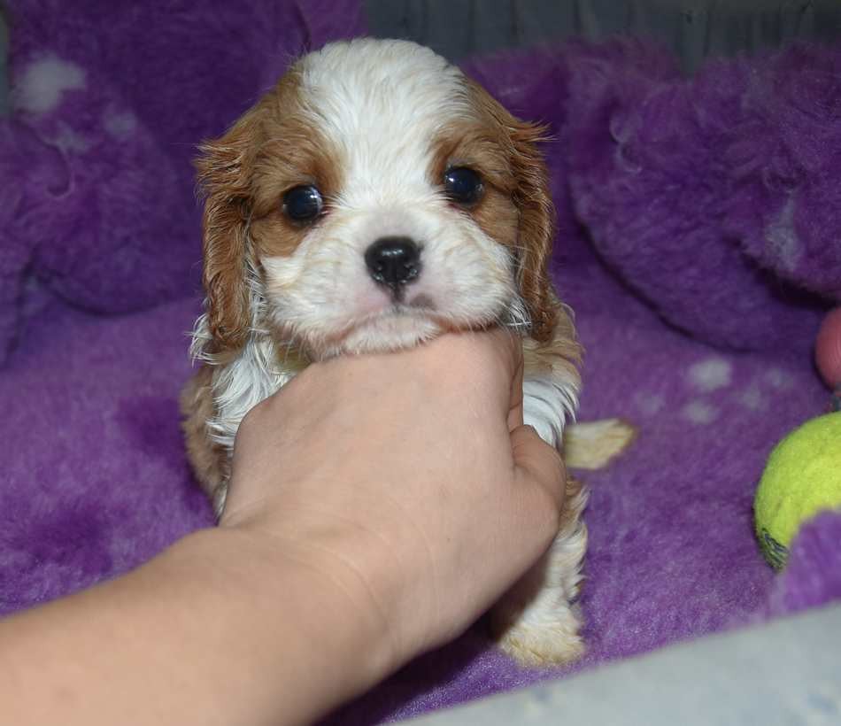 Cavalier King Charles Spaniel - de la maison du ryez