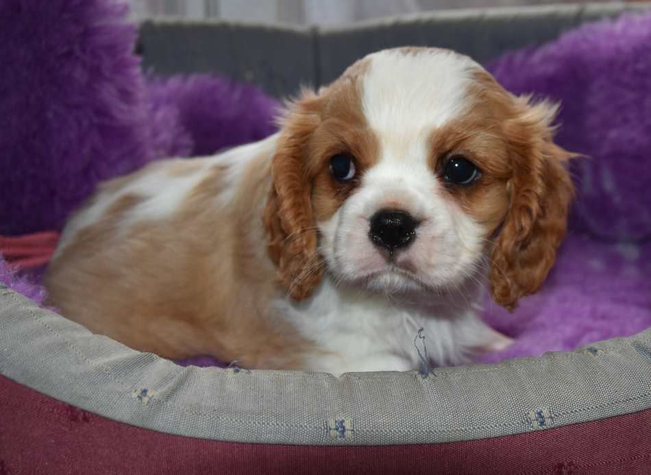 Cavalier King Charles Spaniel - de la maison du ryez