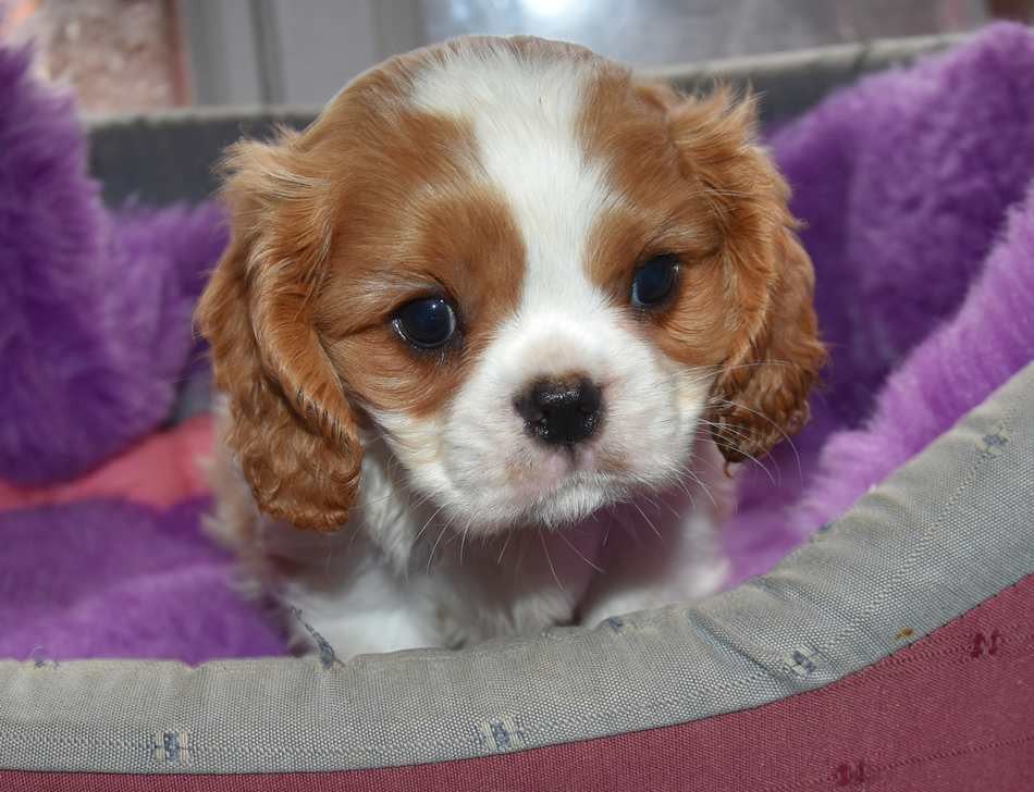 Cavalier King Charles Spaniel - de la maison du ryez