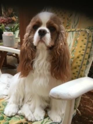 CE CHIOT EST VENDU - Cavalier King Charles Spaniel