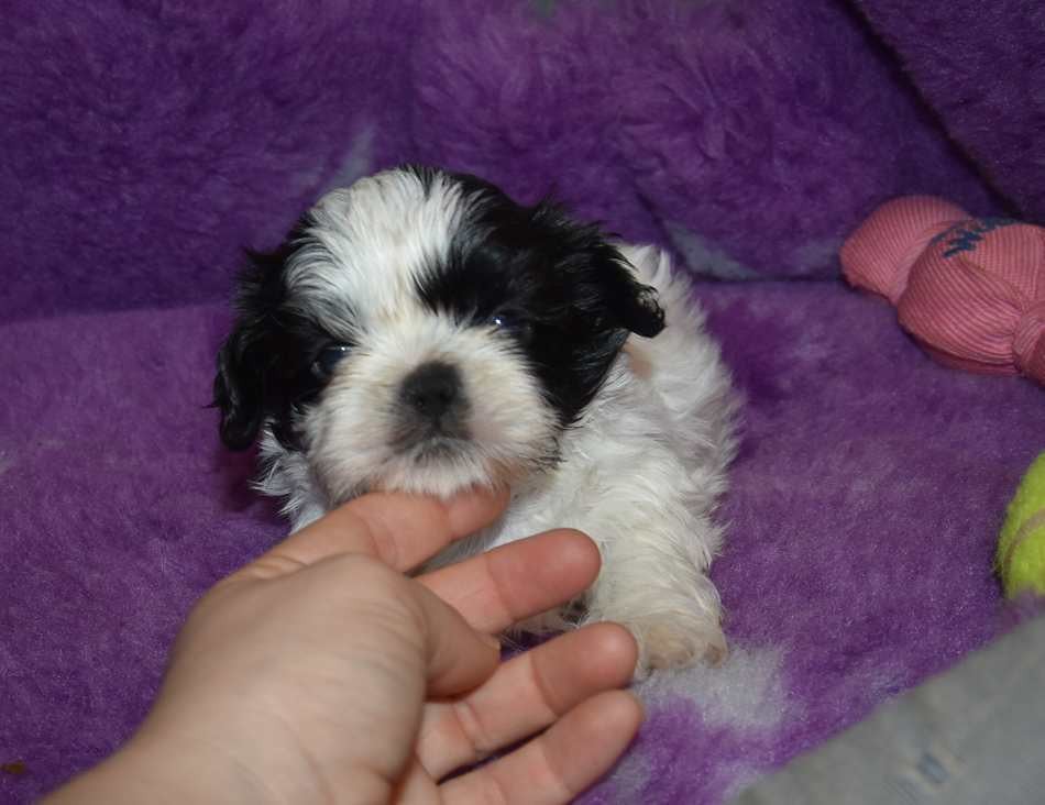 Shih Tzu - de la maison du ryez