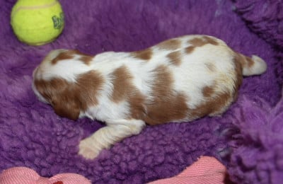 Les chiots de Cavalier King Charles Spaniel