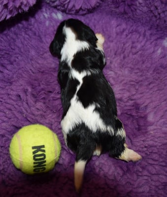 Les chiots de Cavalier King Charles Spaniel