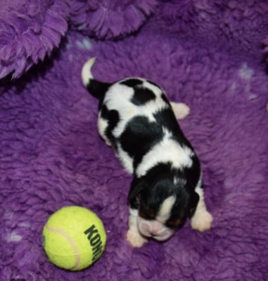 Les chiots de Cavalier King Charles Spaniel