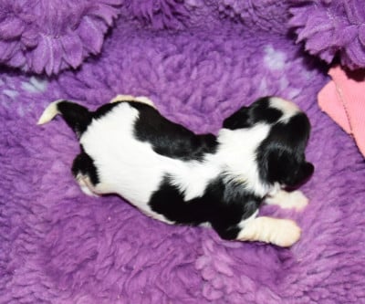 Les chiots de Cavalier King Charles Spaniel
