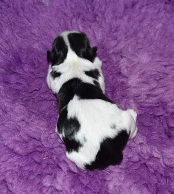 Les chiots de Shih Tzu