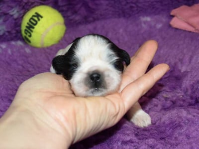Les chiots de Shih Tzu