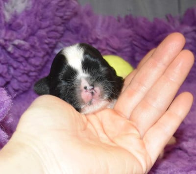 Les chiots de Shih Tzu