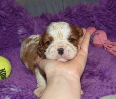 Les chiots de Cavalier King Charles Spaniel