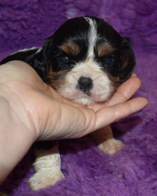 Les chiots de Cavalier King Charles Spaniel