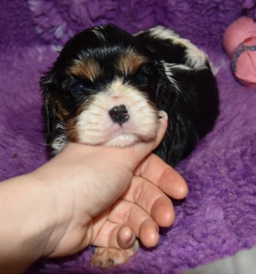 Les chiots de Cavalier King Charles Spaniel