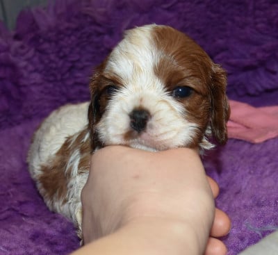 Les chiots de Cavalier King Charles Spaniel