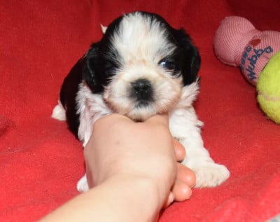 Les chiots de Shih Tzu