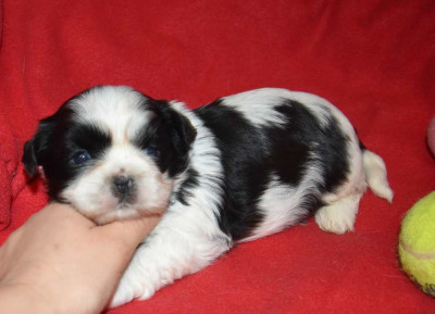 Les chiots de Shih Tzu