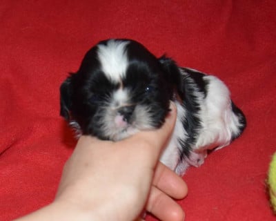 Les chiots de Shih Tzu
