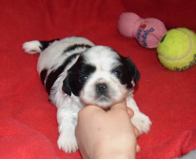 Les chiots de Shih Tzu