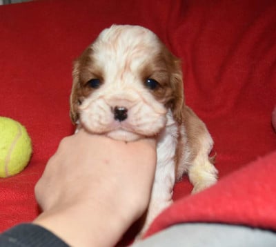 Les chiots de Cavalier King Charles Spaniel