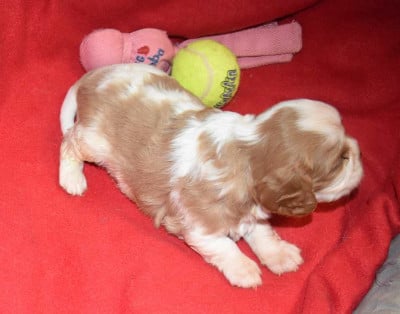 Les chiots de Cavalier King Charles Spaniel