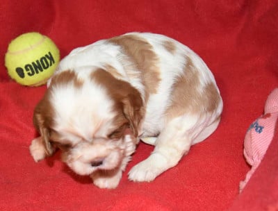 Les chiots de Cavalier King Charles Spaniel