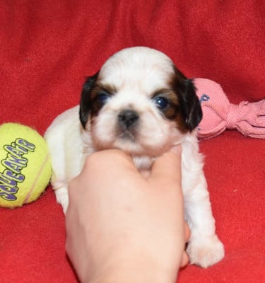 Les chiots de Shih Tzu