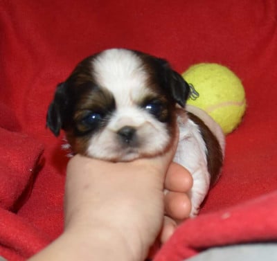 Les chiots de Shih Tzu