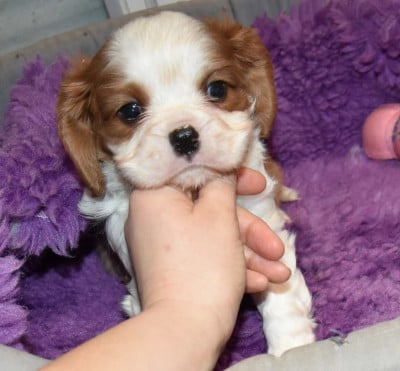 Les chiots de Cavalier King Charles Spaniel