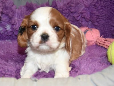 Les chiots de Cavalier King Charles Spaniel