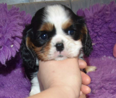 Les chiots de Cavalier King Charles Spaniel