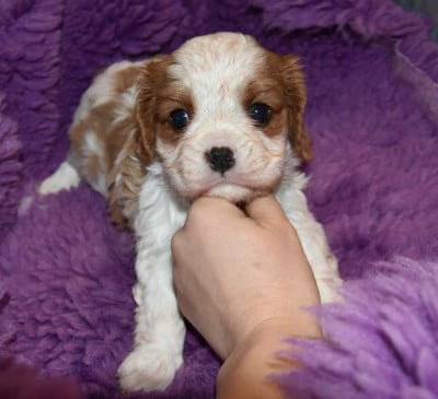 Les chiots de Cavalier King Charles Spaniel