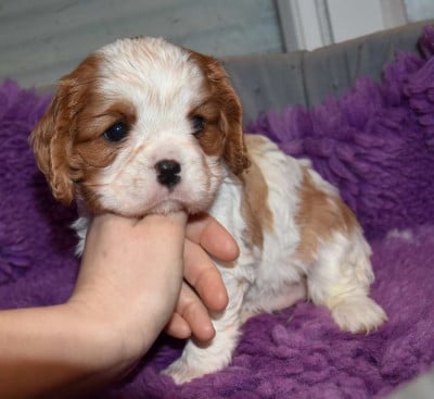 Les chiots de Cavalier King Charles Spaniel